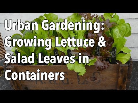 download lagu mp3 mp4 Lettuce Leaves Online, download lagu Lettuce Leaves Online gratis, unduh video klip Lettuce Leaves Online