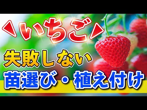 イチゴの肥料はいつ、どのように与えるのですか？一番良い肥料は何でしょうか？  庭園