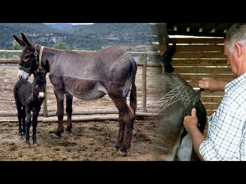 El ESQUILADOR DE CABALLERÍAS. Corte manual y decoración del pelaje en burros y caballos