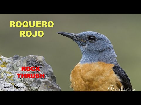 ROQUERO ROJO | ROCK THRUSH | Monticola saxatilis