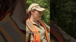A dangerous spot for this poor wallaby | Rescue Diaries