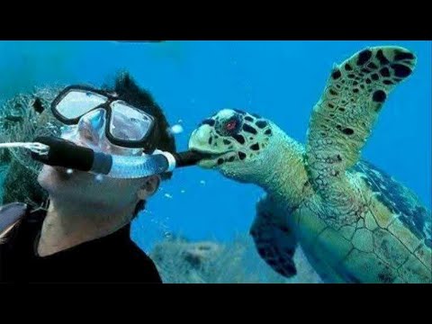 Les meilleurs animaux marins ont surpris les photographes d'une manière inattendue 🤪 drôles de vidéos d'animaux 2025