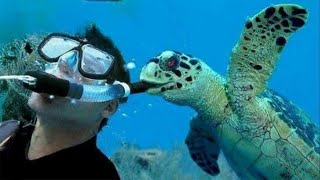 Les meilleurs animaux marins ont surpris les photographes d'une manière inattendue 🤪 drôles de vidéos d'animaux 2025