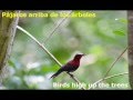 A Lovers Concerto Un Concierto De Amantes The Toys 1965 English Spanish Lyrics