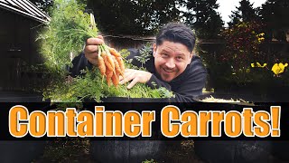How To Grow Carrots In Containers - The Definitive Guide