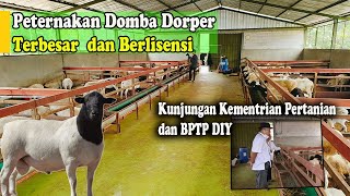 Download lagu Peternakan Domba Dorper  Berlisensi Ayodhya Farm dapat kunjungan Kementrian Pertanian dan BPTP DIY mp3