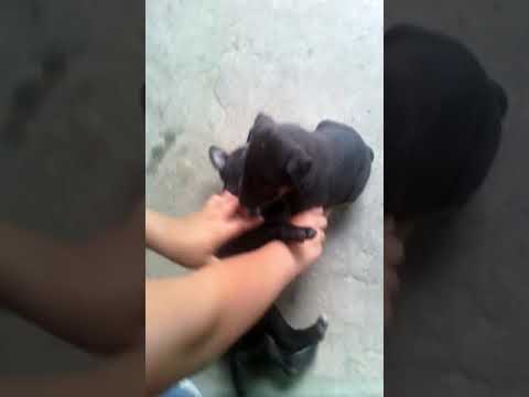 PeLea de perros