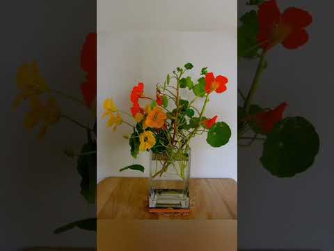 #Jawan #ramaiya_vastavaiya #youtubeshorts #flowers