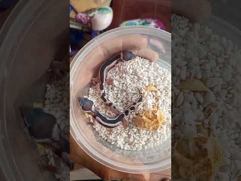 Baby Gecko menetas