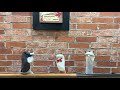 Sock Puppet Video
