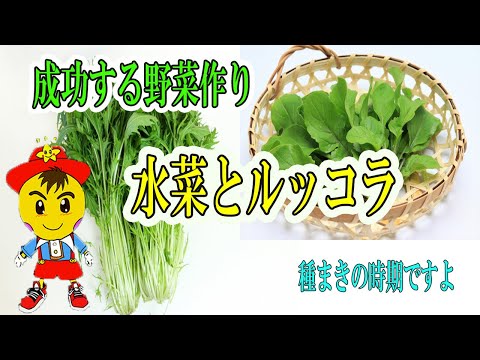 園芸 一年草ルッコラの育て方と使い方は?