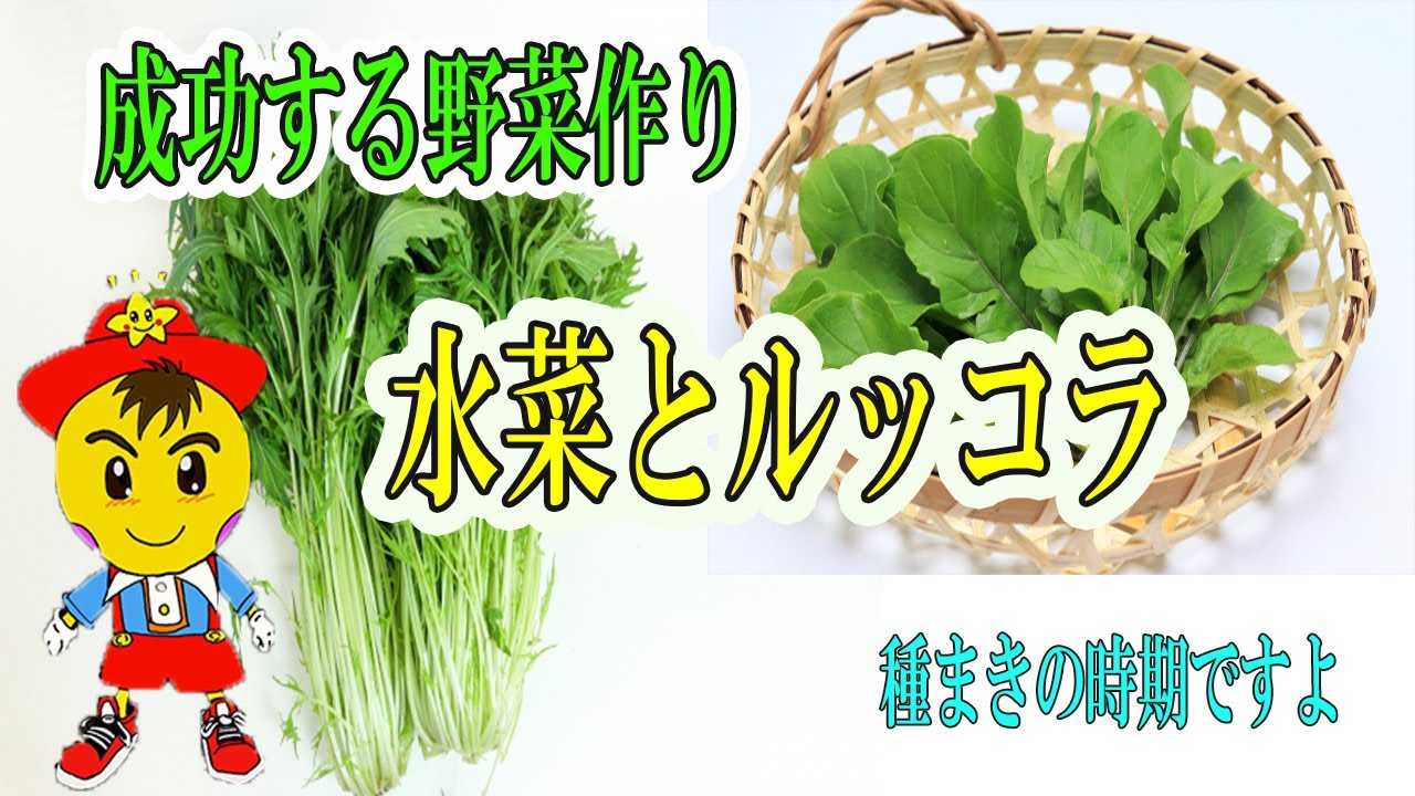 自然栽培で育てる水菜とルッコラ|低温期の発芽テクニックと種まきの基本