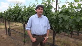 Mira Winemaker discusses grape clones