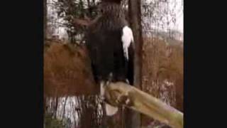 Michala og Kasper på eventyr i Prag - Ørn i Prag Zoo