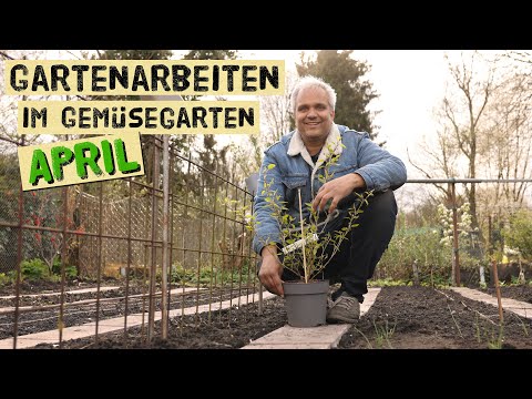 Important gardening tasks in April - sowing, potatoes, planting new fruit trees, figs and blueber...