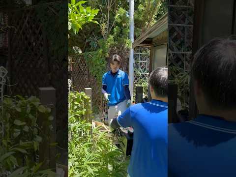 ジャングルな庭