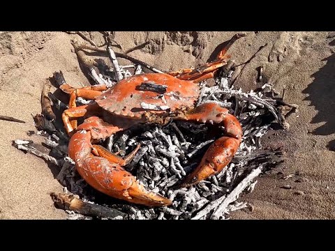 GIANT MUD CRAB | CATCH and COOK |                        THE BEST WAY!!