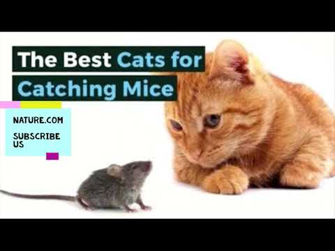 The Best Cats for Hunting Mice||Nature.com