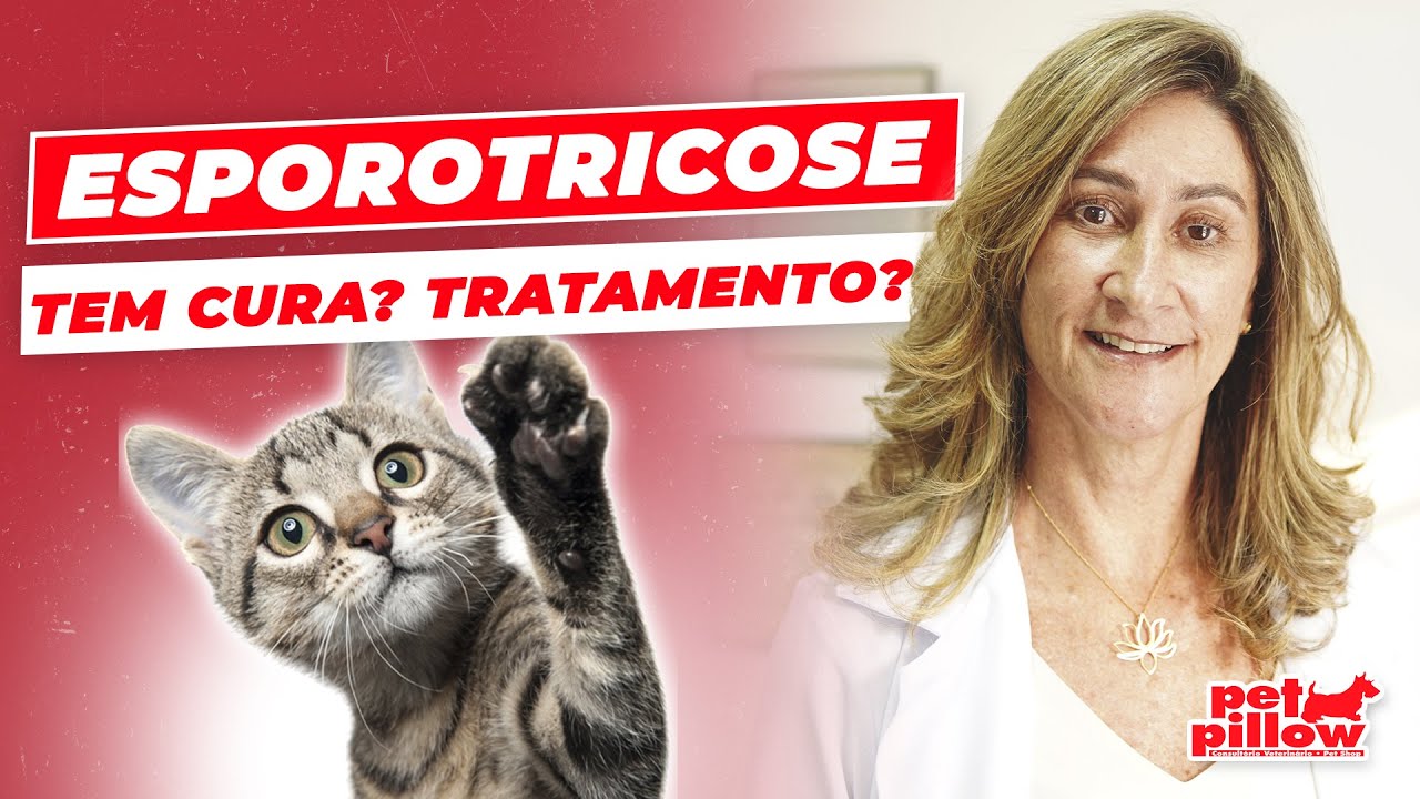 Esporotricose em gatos: como tratar? | Essa doença tem cura? | Dra. Michele Sandrault