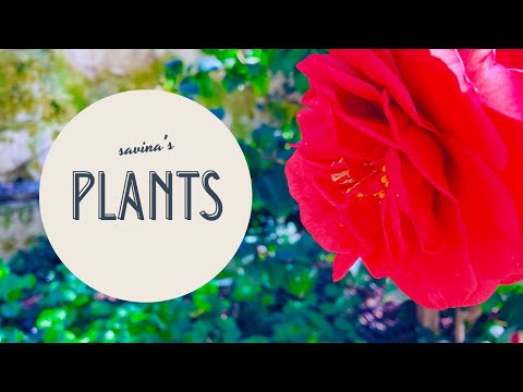 savina's plants