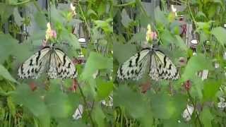 preview picture of video '3D 橿原市昆虫館の放蝶温室（Butterfly Garden @ Kashihara City Insectarium, Nara Japan）'