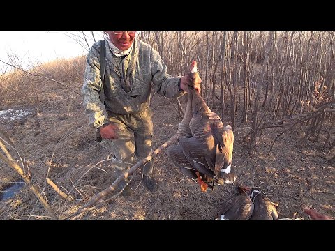 10 гусей за минуту, лучший момент из охоты!
