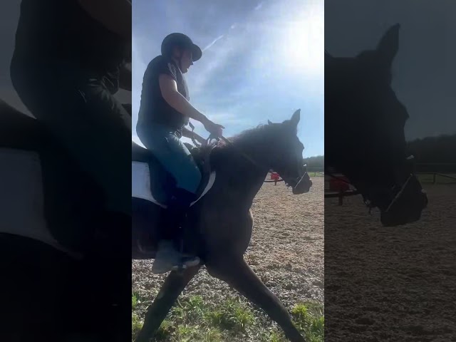 Cavalla sBs Cavallo da Sport Belgio In vendita 2023 Baio scuro