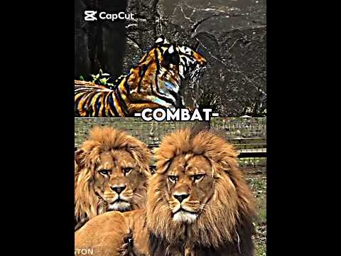Siberian tiger vs barbary lion