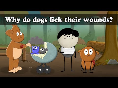 Why do dogs lick their wounds? | #aumsum #kids #science #education #children