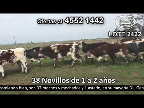 Lote 38 Novillos 1 a 2 años 33 NO,  4 NO c/  AA y 1 NO c/  CH 365kg -  en Santa Sofía. Parada Suárez