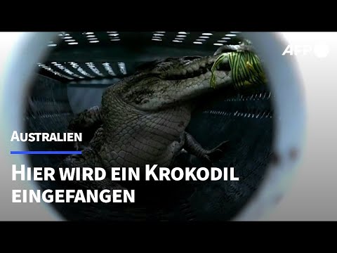 Video Thumbnail: Krokodil in Australien aus Bach in Wohngebiet gefischt | AFP