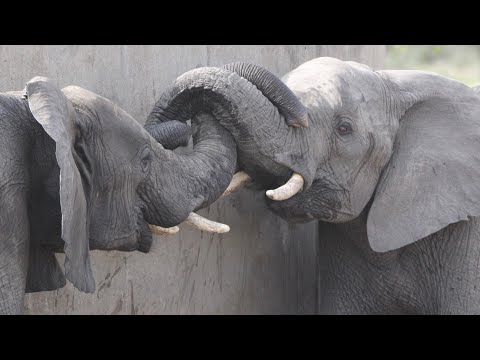 How to Read an Elephant: Gentle or Dangerous?