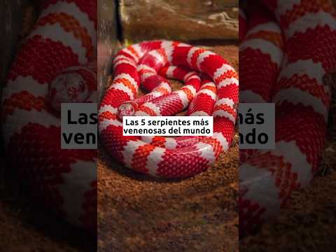 5 serpientes más venenosas del mundo 🌎