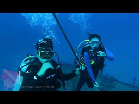 A green sea turtle resting on the deck of the Sea Tiger wreck at 02:26