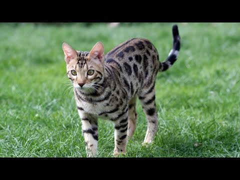 How to Keep a Bengal Cat Happy - Taking Care of Cats