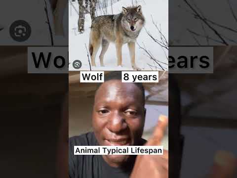 What’s Human Typical Lifespan? #animals #lifespan