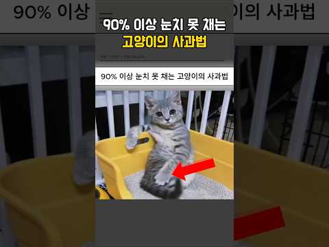 90% 이상 눈치 못 채는 고양이의 사과법