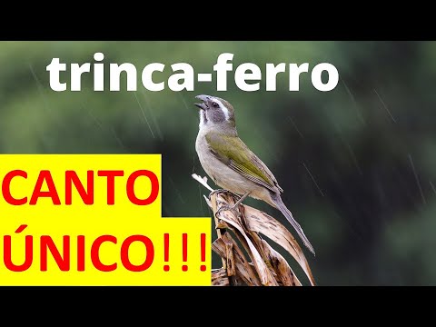 Tanečník zelenokrídly (Saltator similis) — starostlivosť, voliéra a kŕmenie