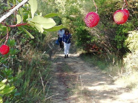 LE COLLINE PETTINATE TRA BEVAGNA E CANNARA 20 OTTOBRE 2019
