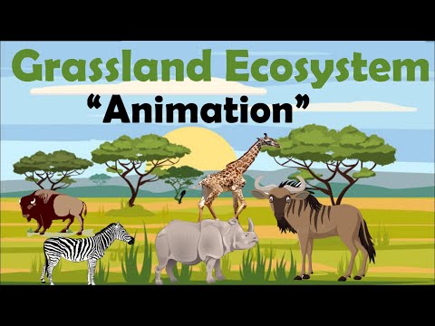 GRASSLAND ECOSYSTEM | Animation