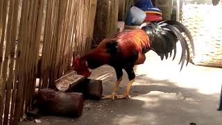 Download lagu Ayam jagoku mp3 Download lagu Ayam jagoku mp3