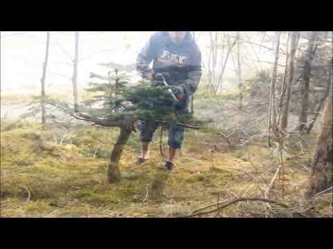 Yamadori Bonsai Hunt...Douglas Fir and Western Hemlock....Tsuga heterophylla/ Pseudotsuga menziesii