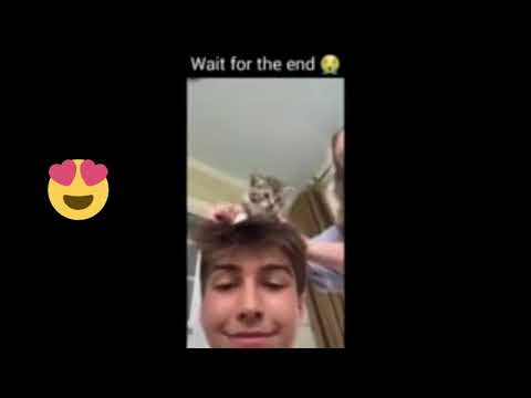 Cute cats video ||cute cute cats || cute kittens