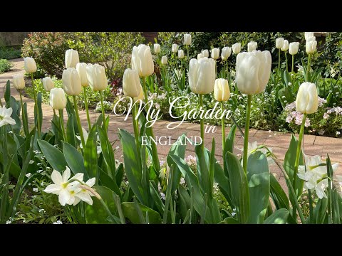 カンムリトーチリリー 植物