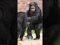Chester Zoo Chimp Capers Chimpanzee Chester