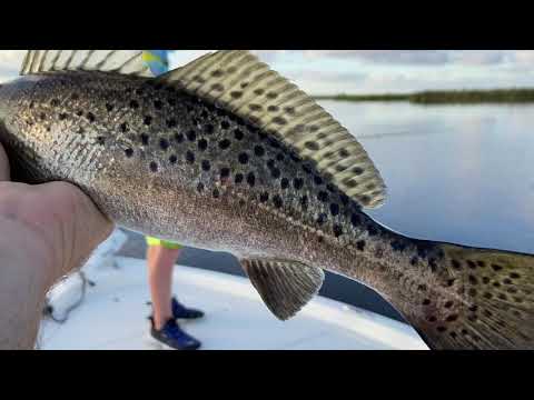 How to: Topwater Speckled Trout strategies that they can't resist! How to: Topwater Speckled Trout strategies that they can't resist!
