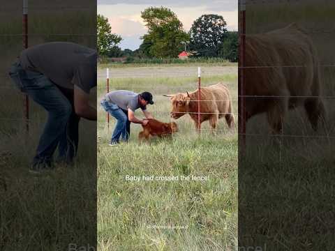 When a Mother’s Love Meets Human Kindness 🐾l❤️‍🩹#animals #foryou  #love #mom #pets #viral #fyp
