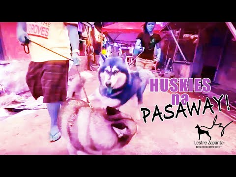 Paggamit mixtures slimming Mga review ng mga medikal na gutom diyeta