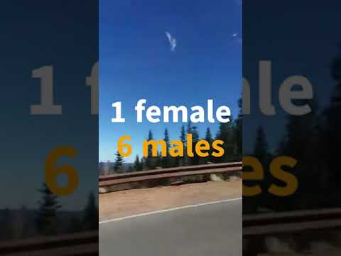 Blew our radiator 12,000 feet up on Pikes Peak, changed in parking lot, I told you so! Terrifying