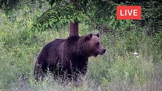 Bear and Deer Transylvania Wildlife